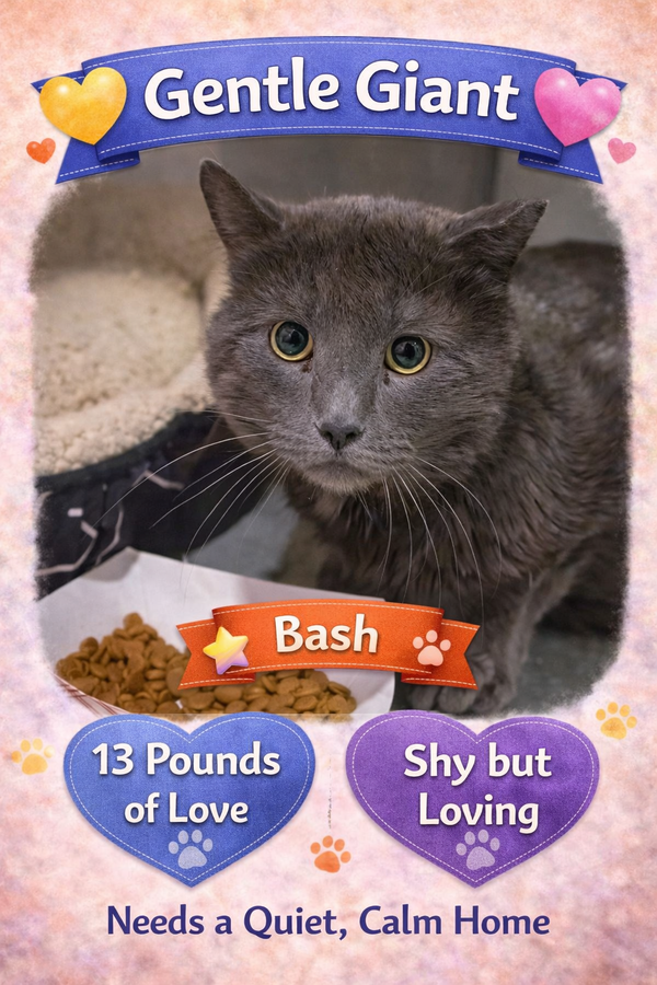 Big Cats:  11+ pounds, Part 3