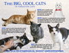 Big Cats:  11+ pounds, Part 3 - Photo 1