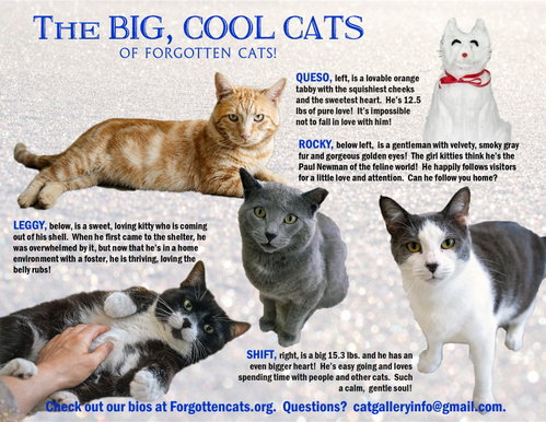Big Cats: 11+ pounds, Part 3