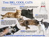 Big Cats:  11+ pounds, Part 3 - Photo 1