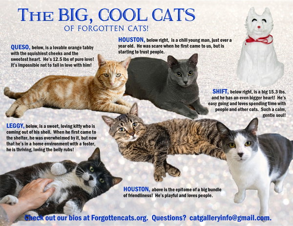 Big Cats:  11+ pounds, Part 3