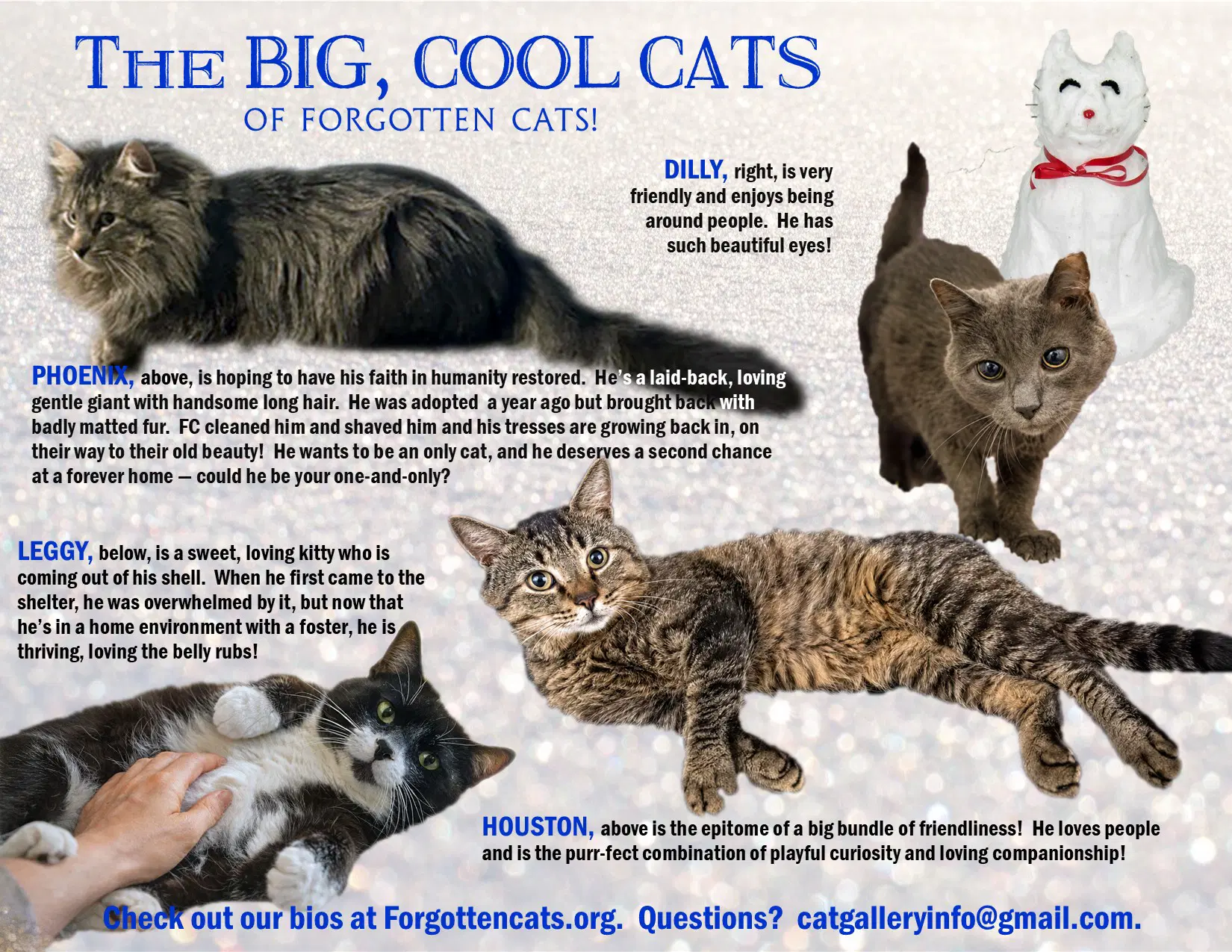 Big Cats  Pounds Part - Domestic Short Hair