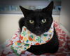adoptable Cat in Marcus Hook, PA named Abby (FCID# 05/14/2025 - 33 Trainer)