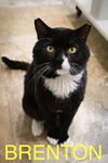 adoptable Cat in  named Brenton (FCID# 04/28/2025 - 32 Trainer)