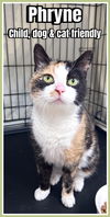 adoptable Cat in  named Phryne, Willow Grove PA (FCID 04/17/25–107) SN,KDC