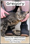 adoptable Cat in willow grove, PA named Gregory, Willow Grove PA FCID 02/03/2025-119