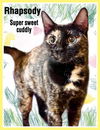 adoptable Cat in  named Rhapsody, Willow Grove, PA (FCID# 05/13/2025-135)
