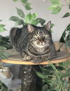 Koko, Willow Grove Area, (FCID 03/31/2025-401) - Photo 2