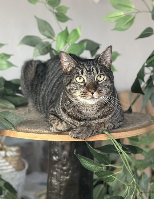 KOKO, WILLOW GROVE AREA, (FCID 03/31/2025-401) - Tabby available for adoption