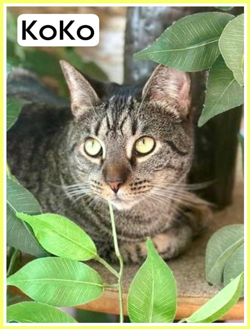 KOKO, WILLOW GROVE AREA, (FCID 03/31/2025-401) - Tabby available for adoption