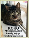 Koko, Willow Grove Area, (FCID 03/31/2025-401) - Photo 4