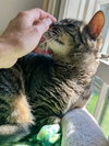 Koko (FCID# 03/31/2025-401) - Photo 4
