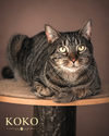 Koko (FCID# 03/31/2025-401) - Photo 1