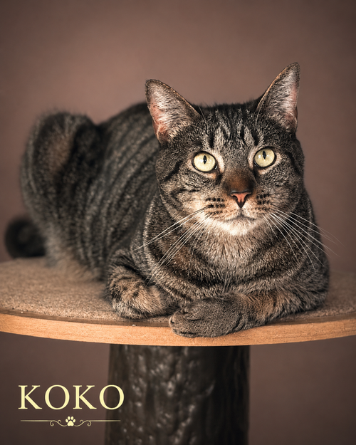 KOKO (FCID# 03/31/2025-401) - Domestic Short Hair available for adoption