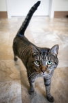 Koko (FCID# 03/31/2025-401) - Photo 2
