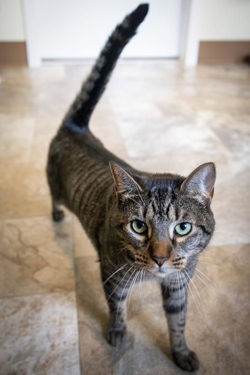 KOKO (FCID# 03/31/2025-401) - Domestic Short Hair available for adoption