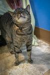 Koko (FCID# 03/31/2025-401) - Photo 4