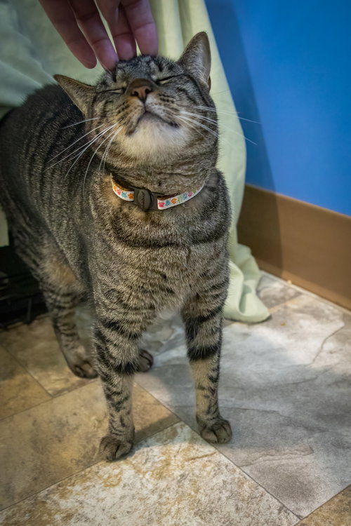 Photo 3 of Koko (FCID# 03/31/2025-401)