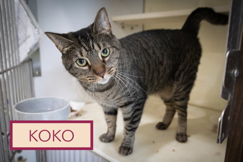 Photo 4 of Koko (FCID# 03/31/2025-401)