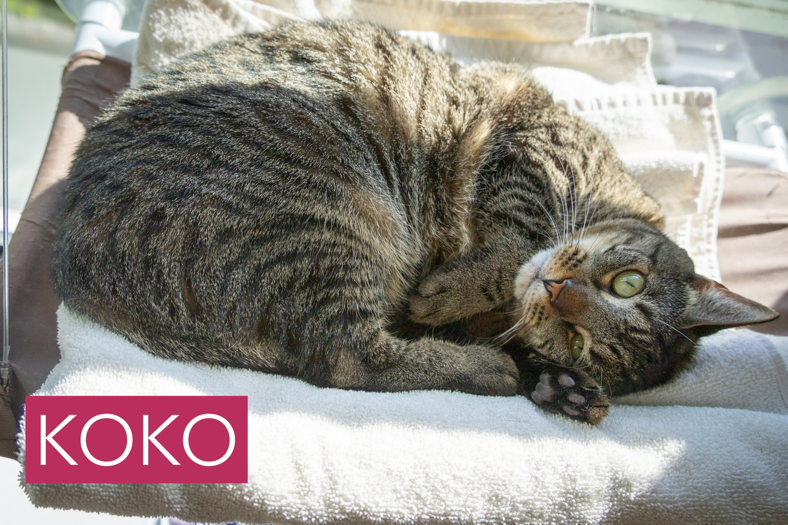 Koko (FCID# 03/31/2025-401 Trainer) C, photo 4