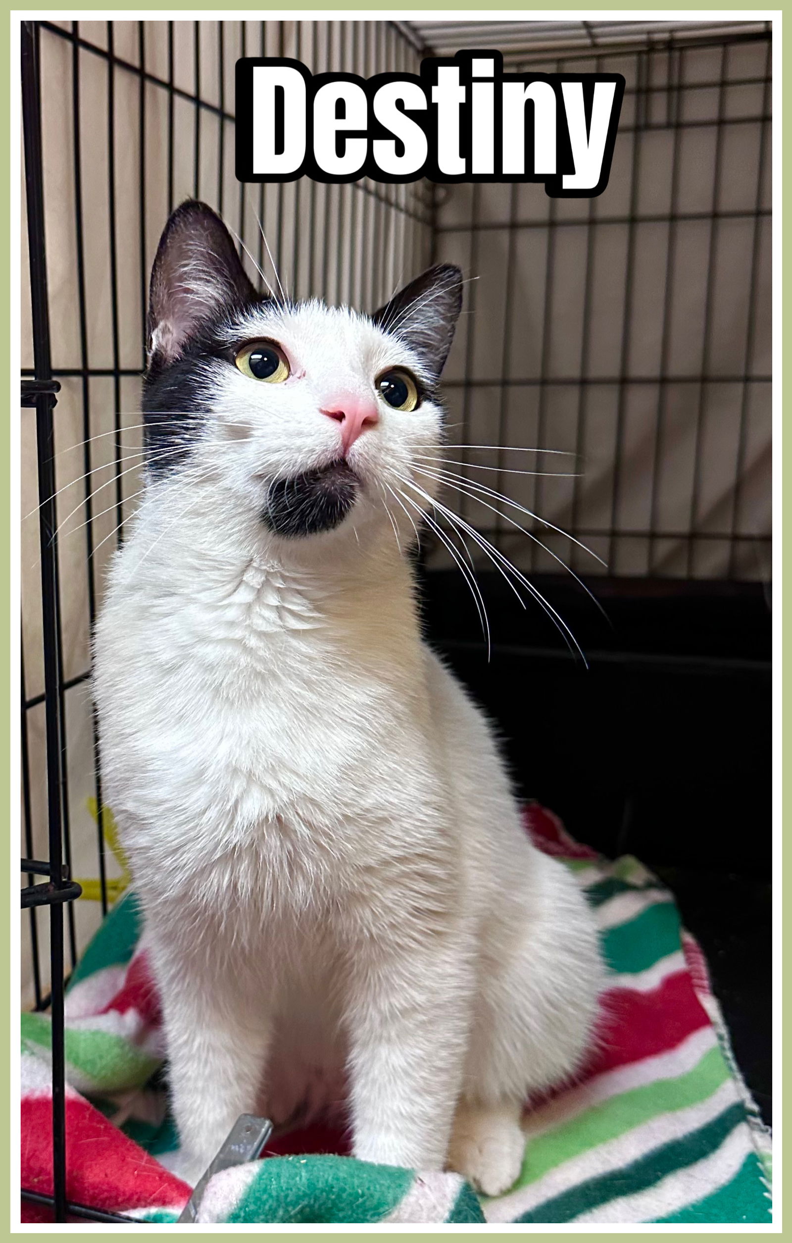 adoptable Cat in Willow Grove, PA named Destiny, Willow Grove, PA (FCID# 05/15/2025 - 117)