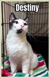 adoptable Cat in willow grove, PA named Destiny, Willow Grove, PA (FCID# 05/15/2025 - 117)