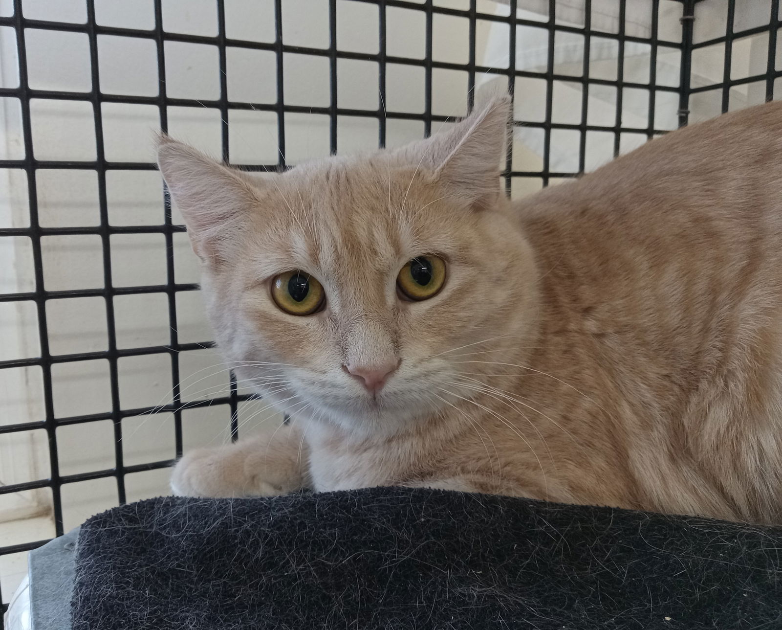 adoptable Cat in Willow Grove, PA named Hansel, Willow Grove PA (02/03/2025-120)