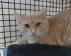 adoptable Cat in  named Hansel, Willow Grove PA (02/03/2025-120)