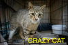 adoptable Cat in Wilmington, DE named Crazy Cat (FCID# 05/14/2025 - 8 Brandywine PS)