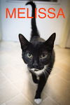 adoptable Cat in  named Melissa (FCID# 05/19/2025 - 20 Trainer)