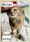 Briar (FCID# 02/04/2025 - 1 Brookhaven foster) - Photo 4