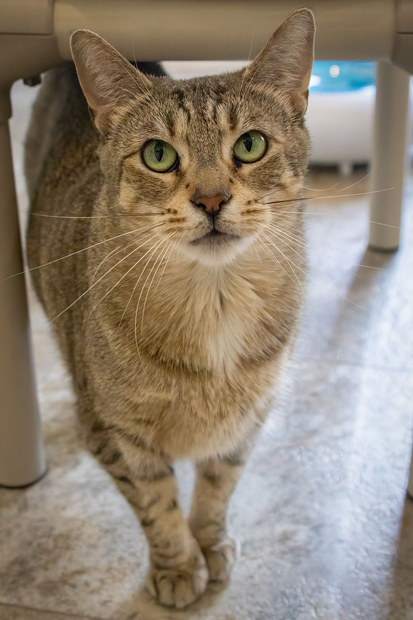 adoptable Cat in Brookhaven, PA named Briar (FCID# 02/04/2025 - 1 Brookhaven PS)