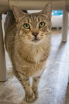 adoptable Cat in brookhaven, PA named Briar (FCID# 02/04/2025 - 1 Brookhaven PS)