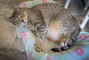 Briar (FCID# 02/04/2025 - 1 Brookhaven foster) - Photo 1