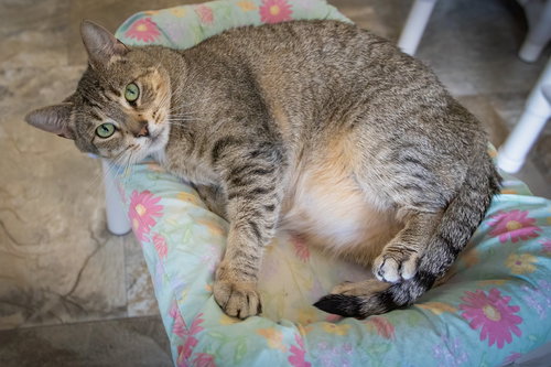 BRIAR (FCID# 02/04/2025 - 1 BROOKHAVEN FOSTER) - Tabby / Tortoiseshell available for adoption