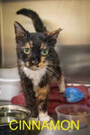 adoptable Cat in  named Cinnamon (FCID# 03/21/2019 - 10 Trainer) SN meds