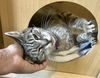 adoptable Cat in Marcus Hook, PA named Mona (FCID# 05/08/2025 - 23 Trainer)