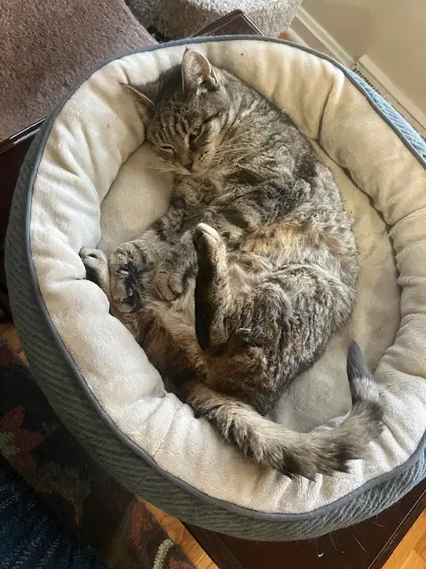 Mona Fcid  -  Sn Med - Tabby