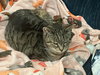 Mona (FCID# 05/08/2025 - 23) SN med - Photo 4