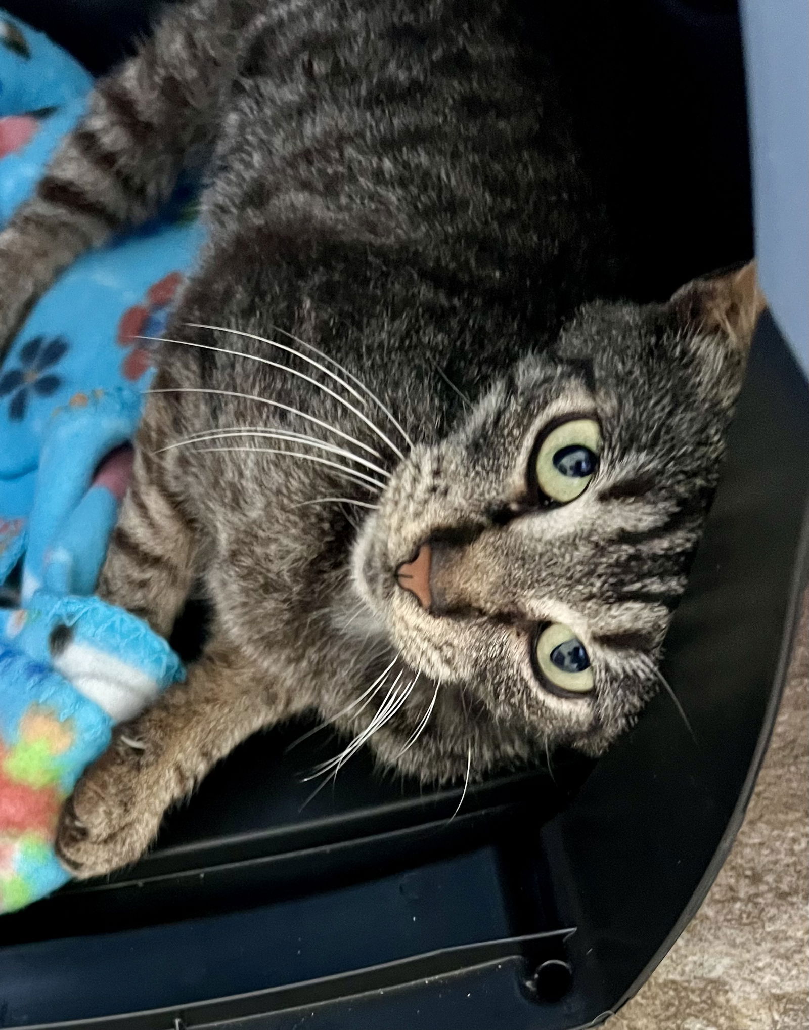 adoptable Cat in Marcus Hook, PA named Gabby (FCID# 05/08/2025 - 24 Trainer)