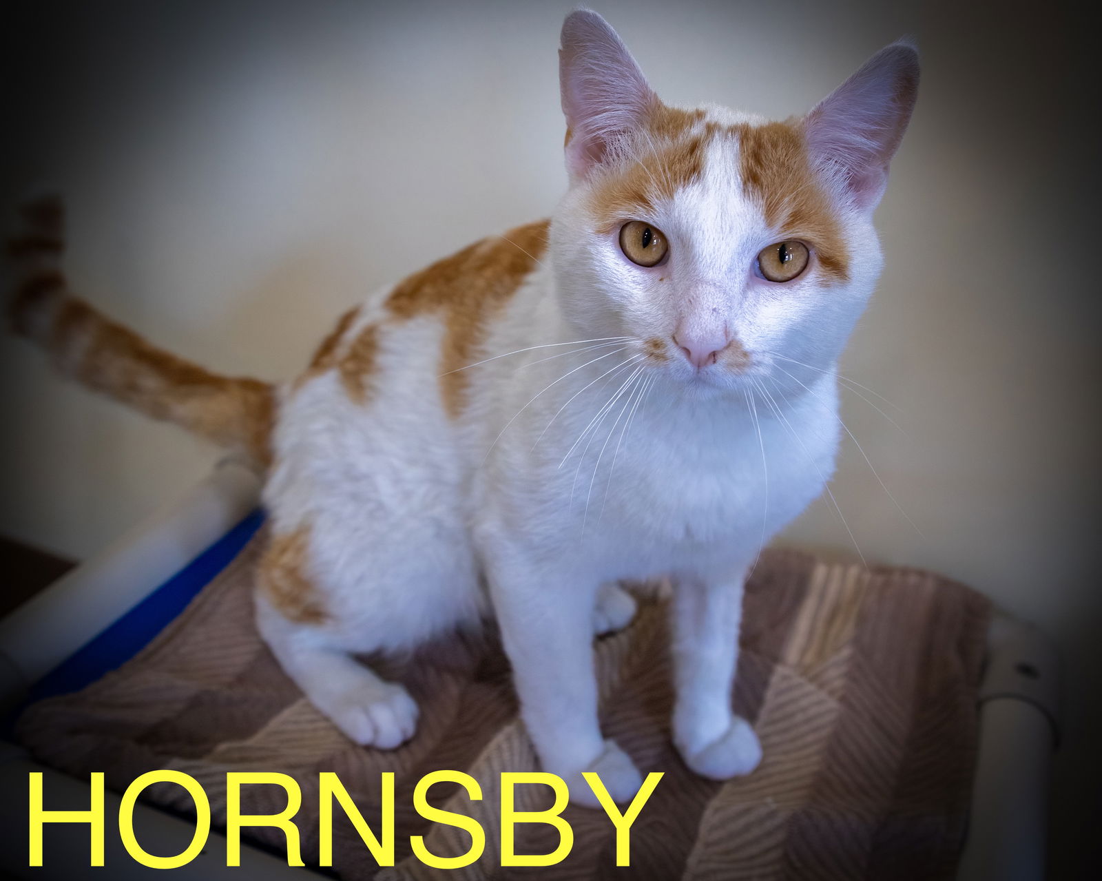 adoptable Cat in Marcus Hook, PA named Hornsby (FCID# 05/28/2025 - 33 Trainer)