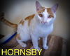 adoptable Cat in  named Hornsby (FCID# 05/28/2025 - 33 Trainer)