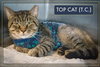 T.C. aka Top Cat (FCID# 05/28/25 - 32) SN "Onsie" - Photo 4