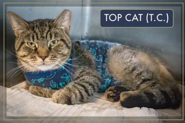 T.C. aka Top Cat (FCID# 05/28/25 - 32) SN "Onsie"
