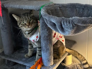 T.C. aka Top Cat (FCID# 05/28/25 - 32) SN "Onsie"