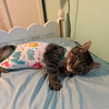 T.C. aka Top Cat (FCID# 05/28/25 - 32) SN "Onsie" - Photo 3