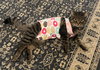 T.C. aka Top Cat (FCID 5/28/25-32 BPS) SN "Onsie" - Photo 3