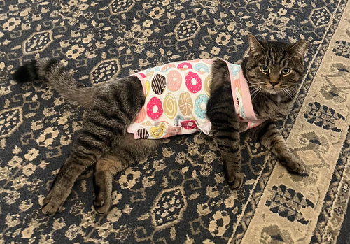 T.C. aka Top Cat (FCID# 05/28/25 - 32) SN "Onsie", Adult Tabby (short coat), cat for adoption in Lancaster, Pennsylvania