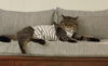 T.C. aka Top Cat (FCID 5/28/25-32 BPS) SN "Onsie" - Photo 4