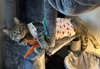 T.C. aka Top Cat (FCID 5/28/25-32 BPS) SN "Onsie" - Photo 2
